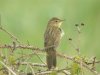 Grasshopper Warbler at Two Tree Island (Steve Arlow) (83215 bytes)